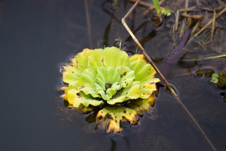 Duckweed の写真素材