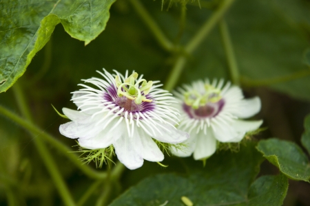 Purple flowersの写真素材