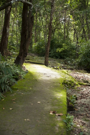 Pathway in the forest の写真素材