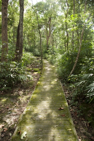 Pathway in the forest の写真素材
