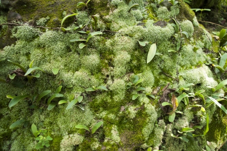 Moss on stone の写真素材