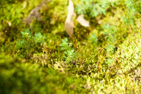 Moss on stone の写真素材