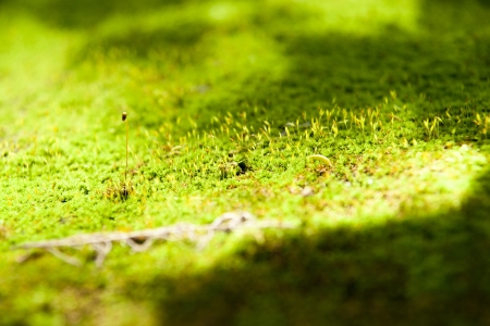 Moss on stone の写真素材