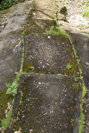 Moss on stone の写真素材