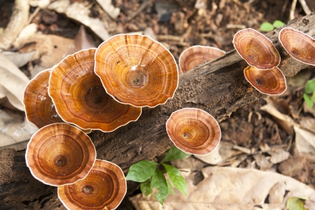 Wild mushroomsの写真素材