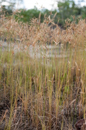 Clump of grassの写真素材
