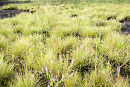 Clump of grass
