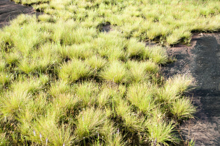 Clump of grass