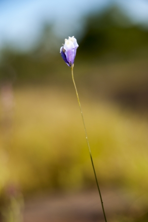 Purple flowersの写真素材