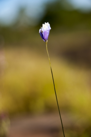 Purple flowersの写真素材