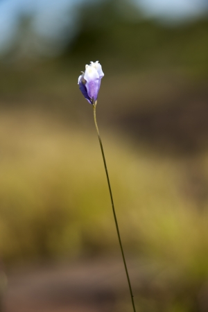 Purple flowersの写真素材