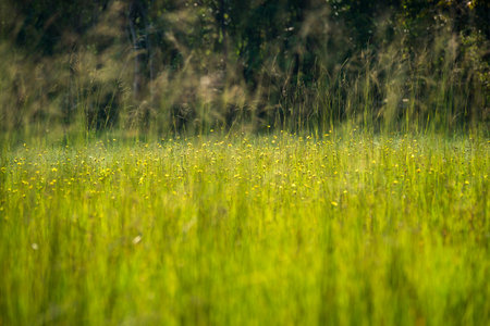 Clump of grass