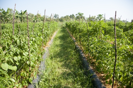 Pepper garden の写真素材