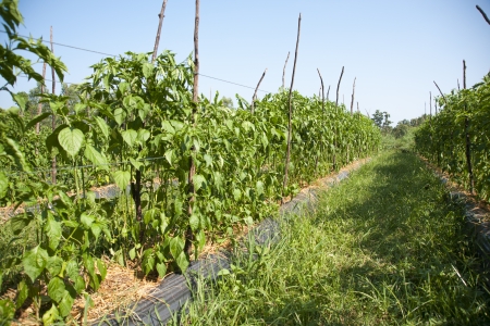 Pepper garden の写真素材
