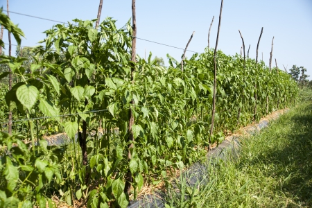 Pepper garden の写真素材