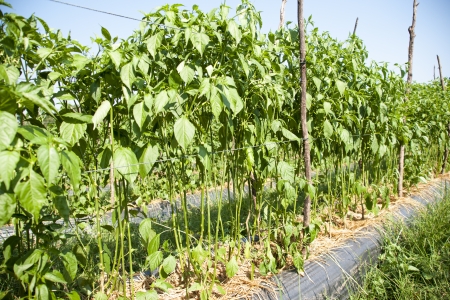 Pepper garden の写真素材