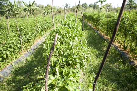 Pepper garden の写真素材