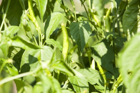 Pepper garden の写真素材