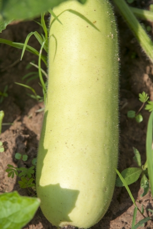 Cantaloupe melon farm の写真素材
