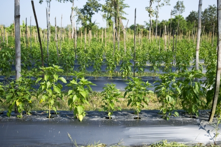 Pepper garden の写真素材