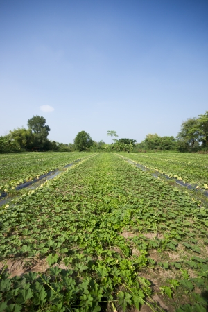 Cantaloupe melon farm の写真素材