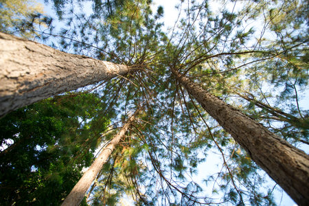 Treetopの写真素材