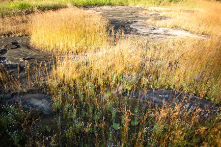 Clump of grass