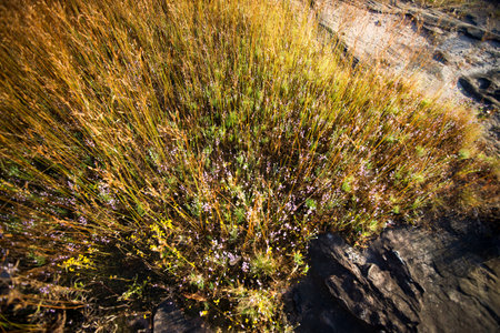 Clump of grass