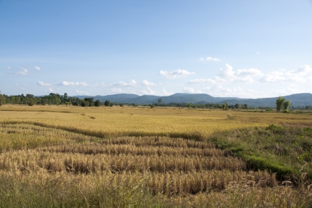 cornfieldの写真素材