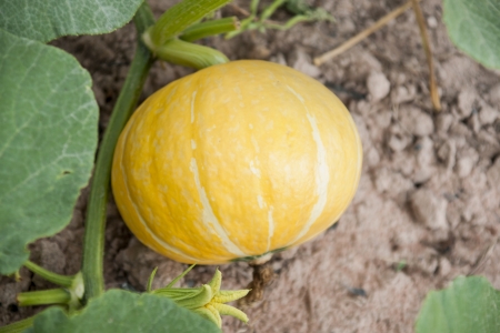 squash farmの写真素材