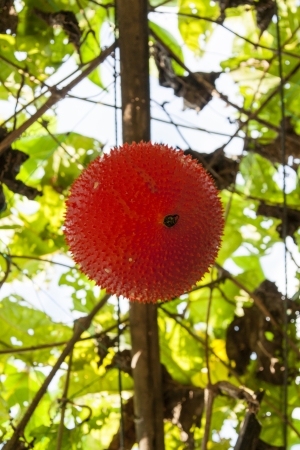 Sweet Gourdの写真素材