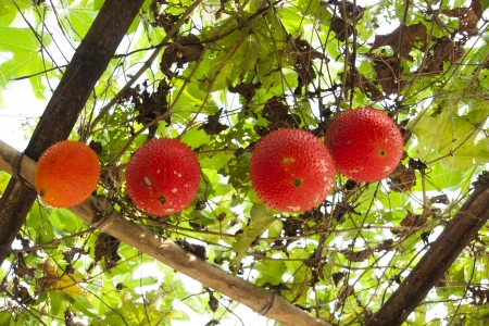Sweet Gourdの写真素材