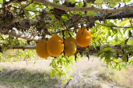 Sweet Gourdの写真素材