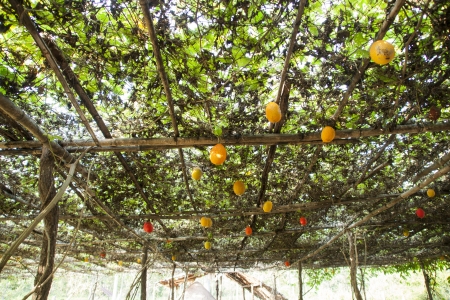 Sweet Gourdの写真素材