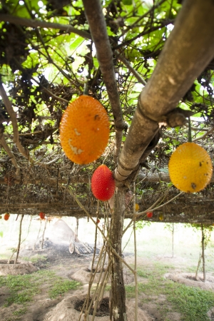 Sweet Gourdの写真素材