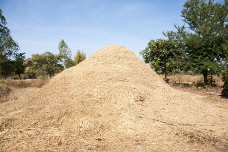 cornfieldの写真素材