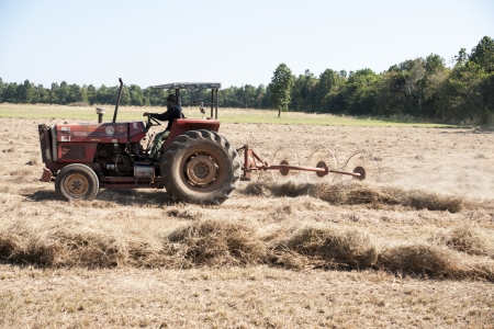 cornfieldのeditorial素材