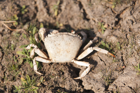 nautilus shellの写真素材