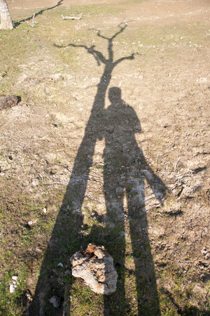 Single old and dead tree isolatedの写真素材
