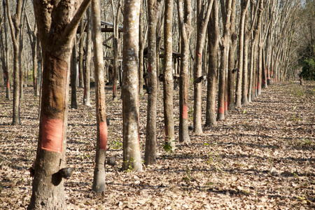 Rubber Plantationの写真素材