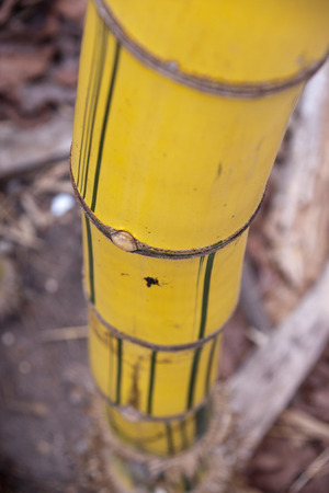 Leaning down bamboo to bend の写真素材