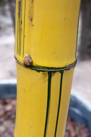 Leaning down bamboo to bend の写真素材