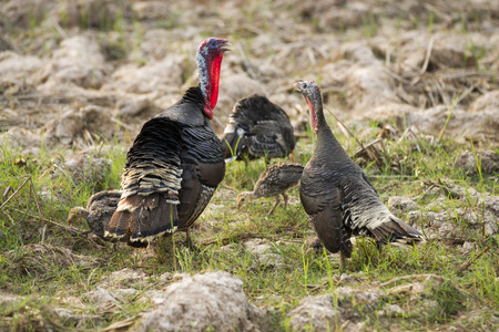 turkeyの写真素材