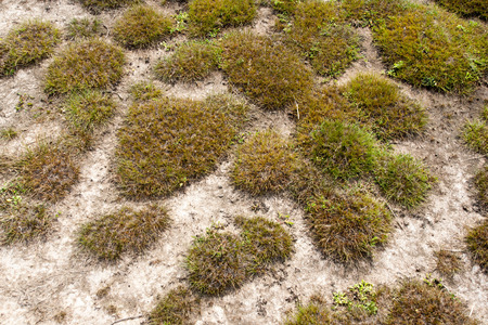 grassの写真素材