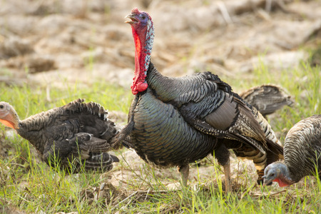 turkeyの写真素材