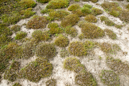 grassの写真素材