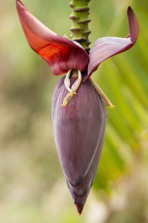 banana blossomの写真素材