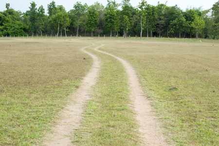 grassの写真素材