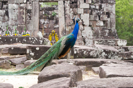 peacockの写真素材