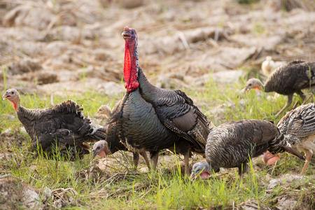 turkeyの写真素材